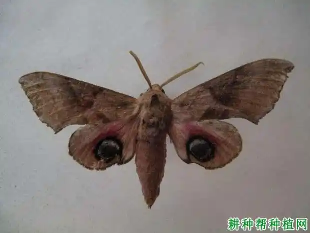 蓝目天蛾天蛾科