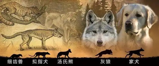 汤氏熊,新鲁狼,海德尼上犬,一次讲清犬科动物的祖先们