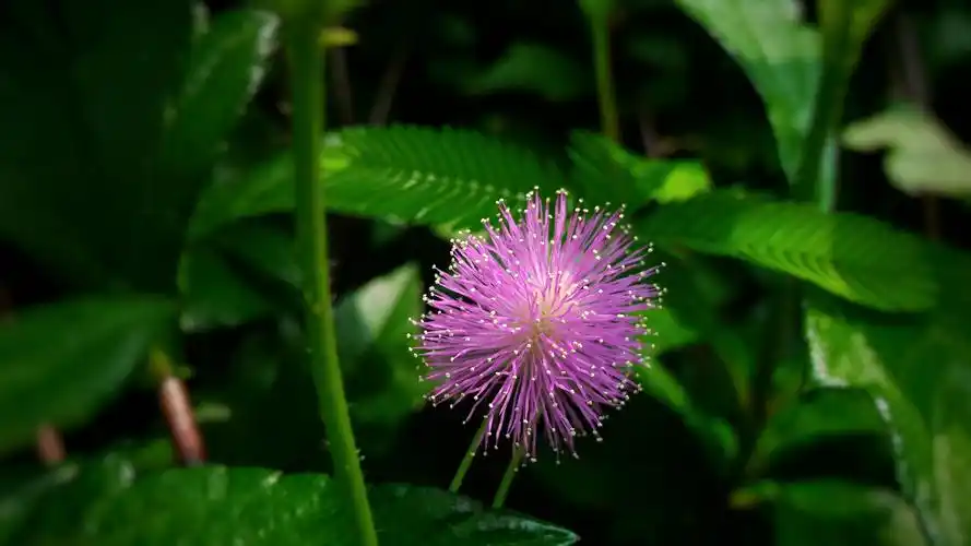 【zen是你的眼】含羞草花