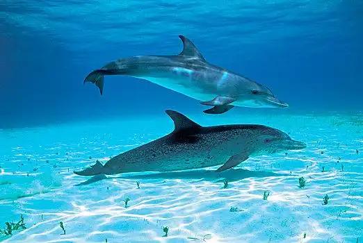 斑原海豚图片_斑原海豚图片大全_斑原海豚图片下载