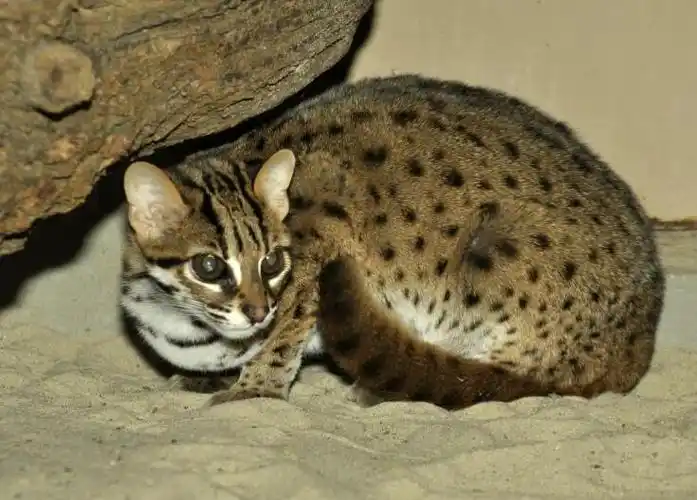 p>豹猫(学名: i>prionailurus bengalensis /i>)是猫科,豹猫属动物.