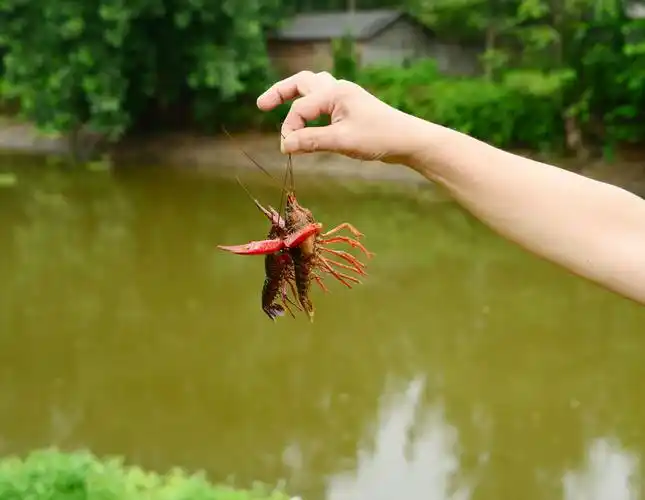 双凤镇跳蹬河的大龙虾太好钓哟(图)