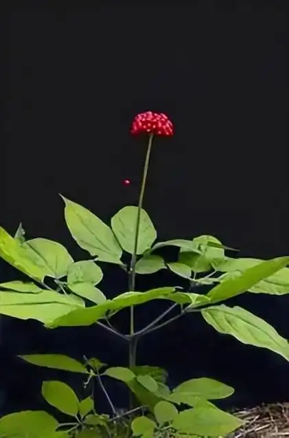 2013年,东北出现1米长巨型人参,重469克,"起参"足足花了2天|茎叶|植物