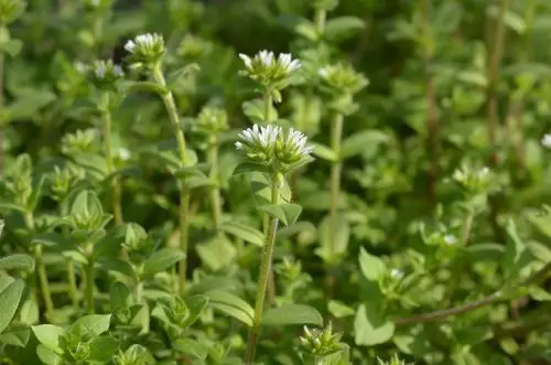 高望界保护区植物球序卷耳