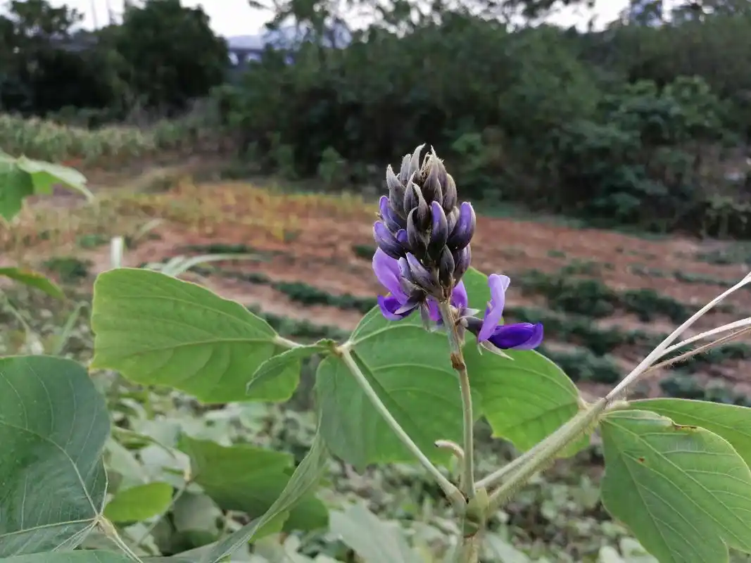 农村山上的野生葛根,正是采挖的季节,加工成粉100多元一斤