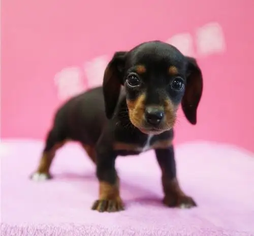 重庆高品质,标准小短腿,大耳朵,机灵可爱,腊肠犬幼犬