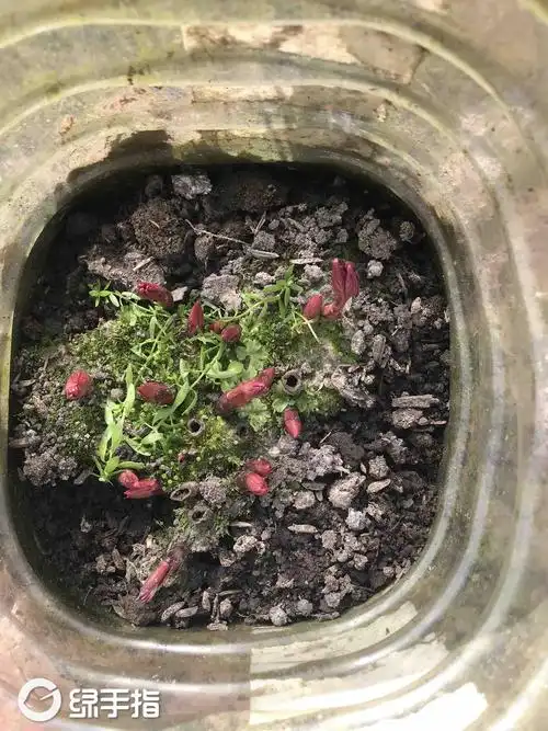 芍药发芽长了一些