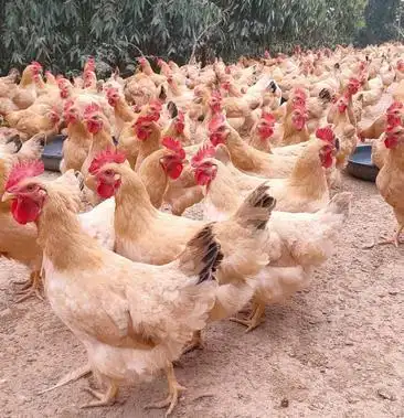 118天岭南黄鸡均重3.6价格7.