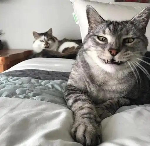 有些猫笑起来,咋就那么尴尬呢