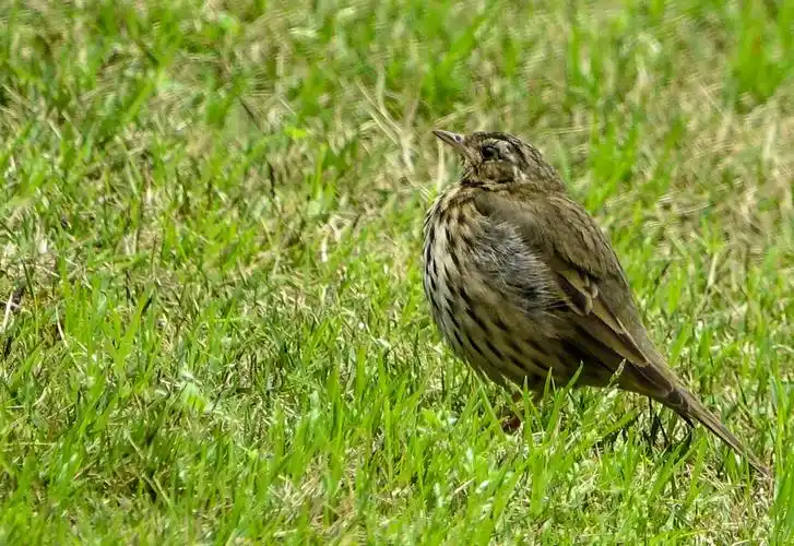 像麻雀一样的鸟