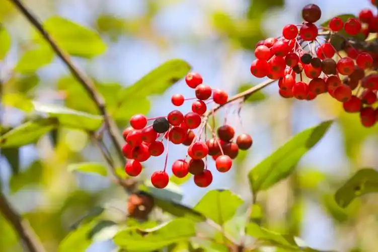 秋天唯美红色相思豆图片第10张