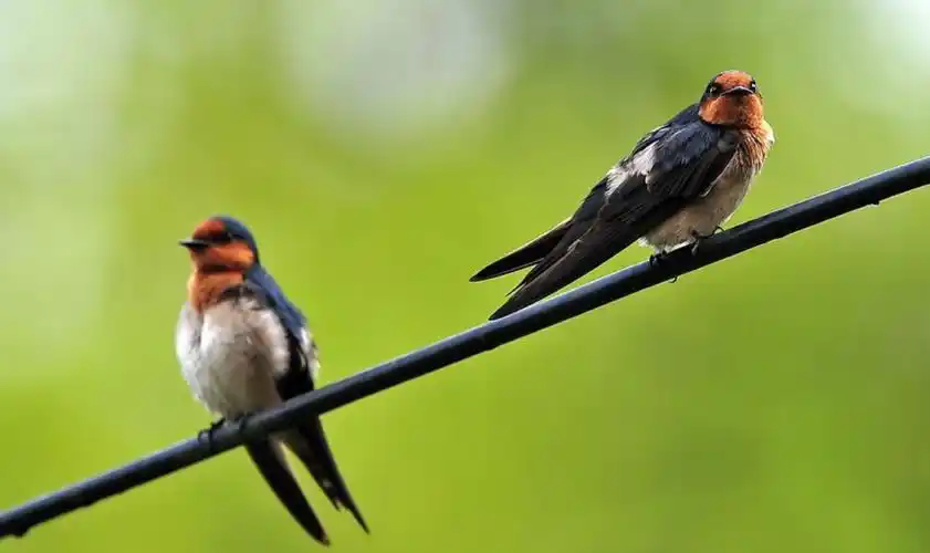 【诗词鉴赏】燕子不来春寂寞,古诗里的燕子,燕子呢喃,醉了整个春天!