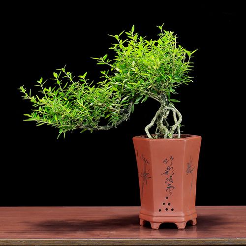 六月雪盆景室内盆栽植物悬崖造型老桩办公室客厅绿植