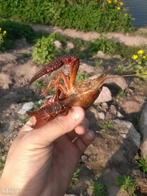 > 周末带着速腾去抓龙虾啦!
