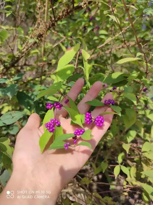 小一班金芮萱--中国节游记