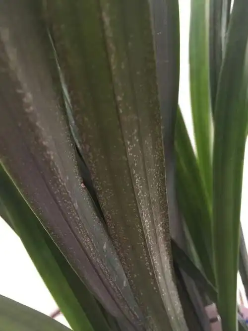 请大家帮忙看看我的兰花上的白点是怎么回事?