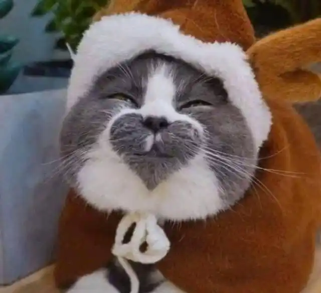 每日搞笑十幅图:猫咪叼了一颗烟走向我,我是不是该给它点个火