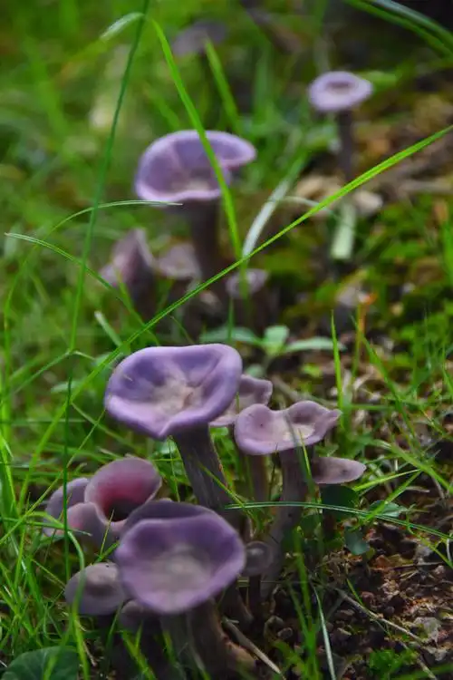 紫色的蘑菇很少见第一次见