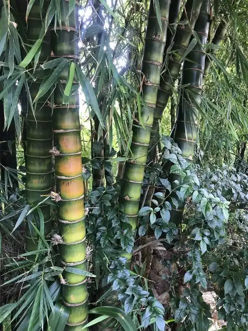 传说中的凤尾竹,小时候从电影里首先知道的就是傣家人的凤尾竹,多美的