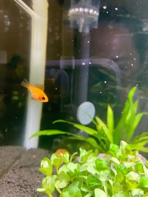 金波子这是要产卵了还是吃多了呢