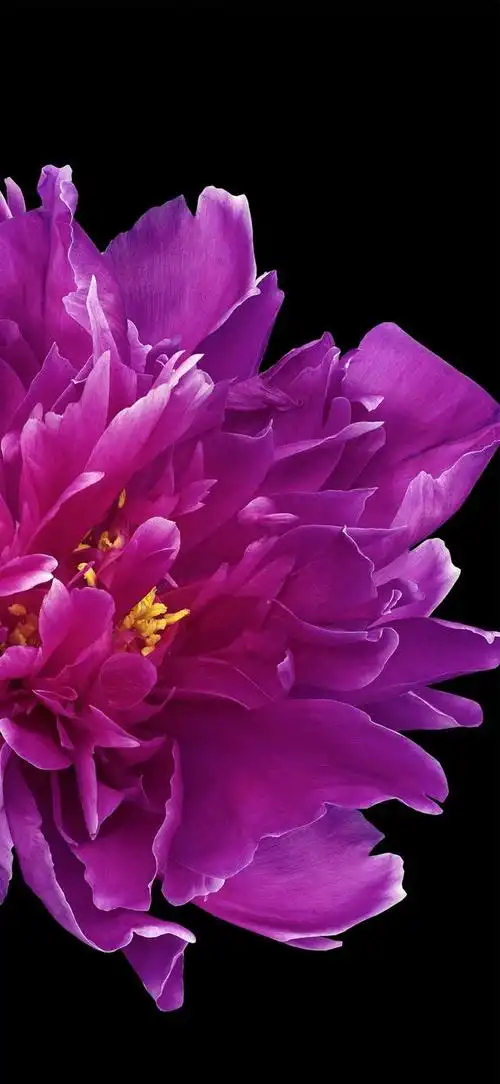 鲜花壁纸,大千世界,花草颇多,每一朵花都有自己的使命