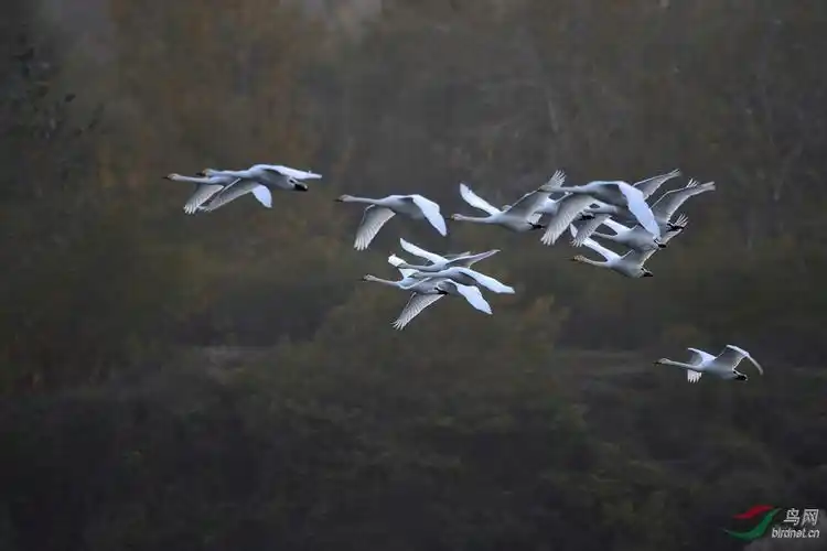 漫天飞舞 - 甘肃版 gansu 鸟网