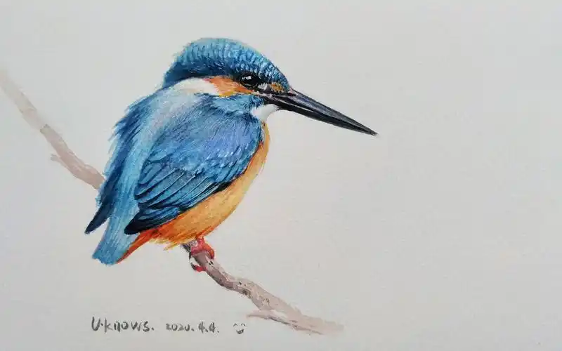 水彩翠鸟普通翠鸟