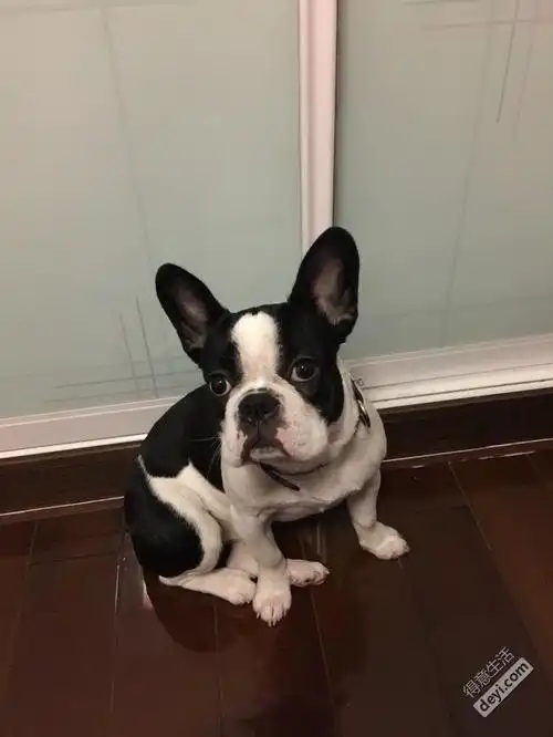 黑白奶牛花法斗小美女找老公借配了