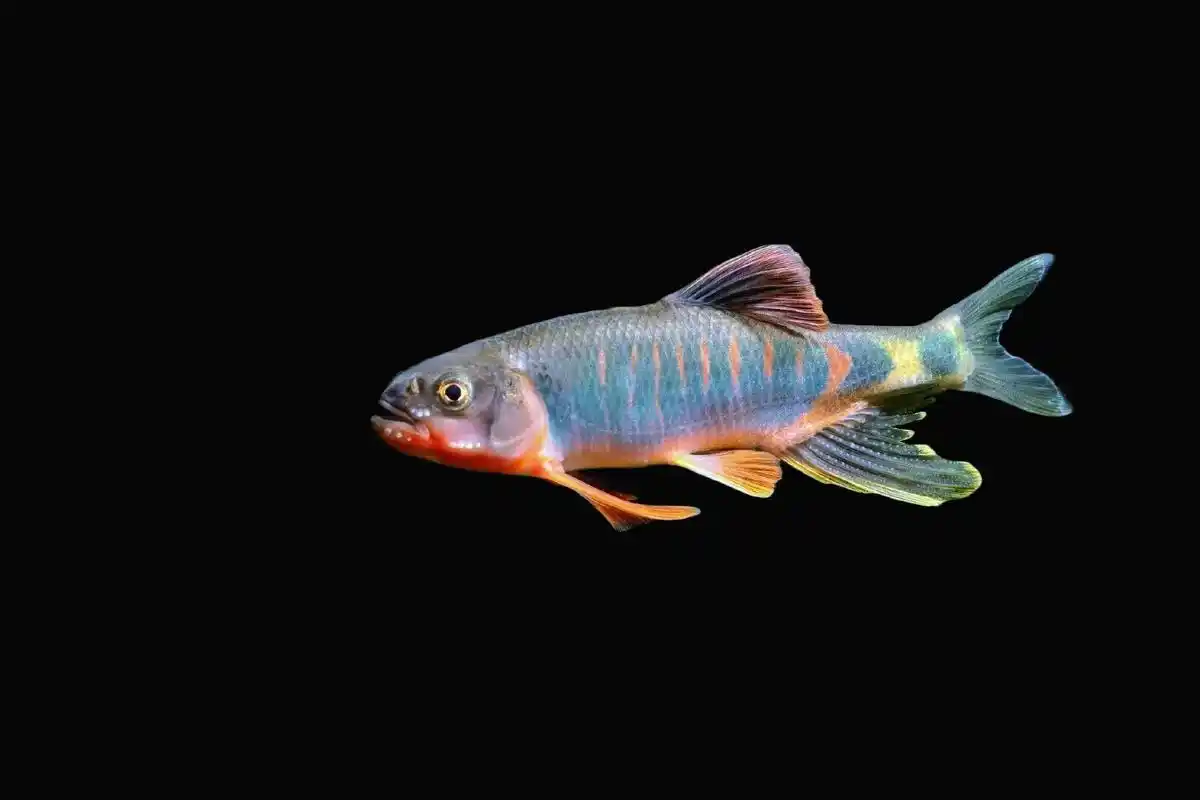 浙江马口鱲(类高屏鱲)