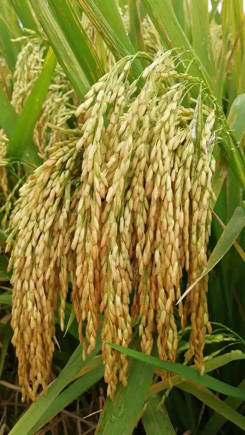 赣优735——大穗型高产高抗品种