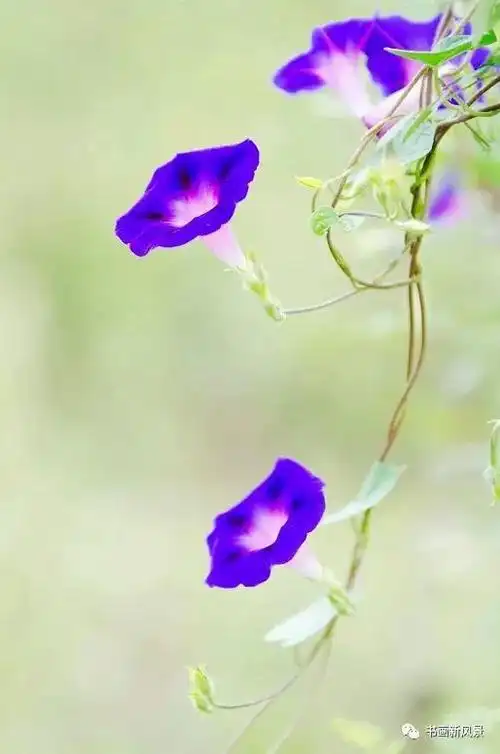 美丽的牵牛花,真好看!