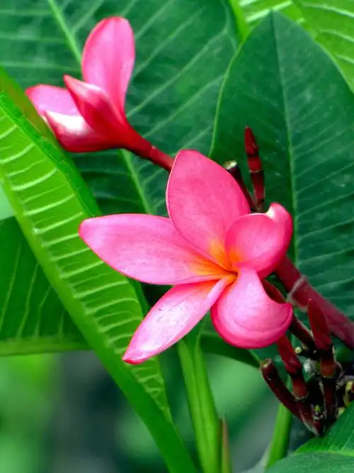 红鸡蛋花(植物)_技点百科