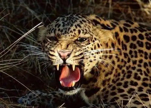 美洲豹是豹子里最凶猛的吗?