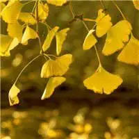 银杏树头像 金黄色银杏树唯美头像图片【点击鼠标右键下载】