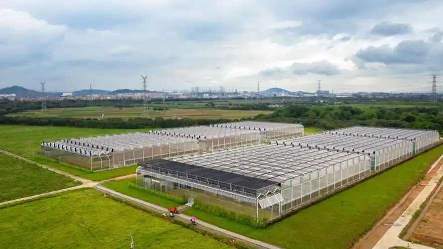 增城乡村新画卷:美丽生态孕育现代农业