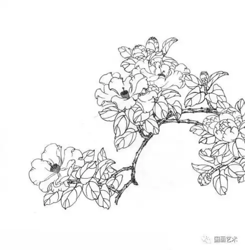 实用白描画稿茶花