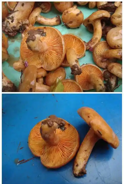 菌子湖南省特产干枞菌杂菌菇蘑菇菌类干货500g干菌子