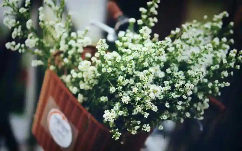 唯美小清新满天星动态屏保