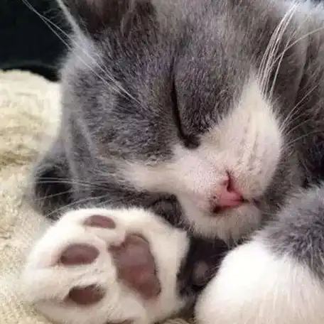 你见过一摸就开花的山竹吗?喵~_猫咪_爪子_主子