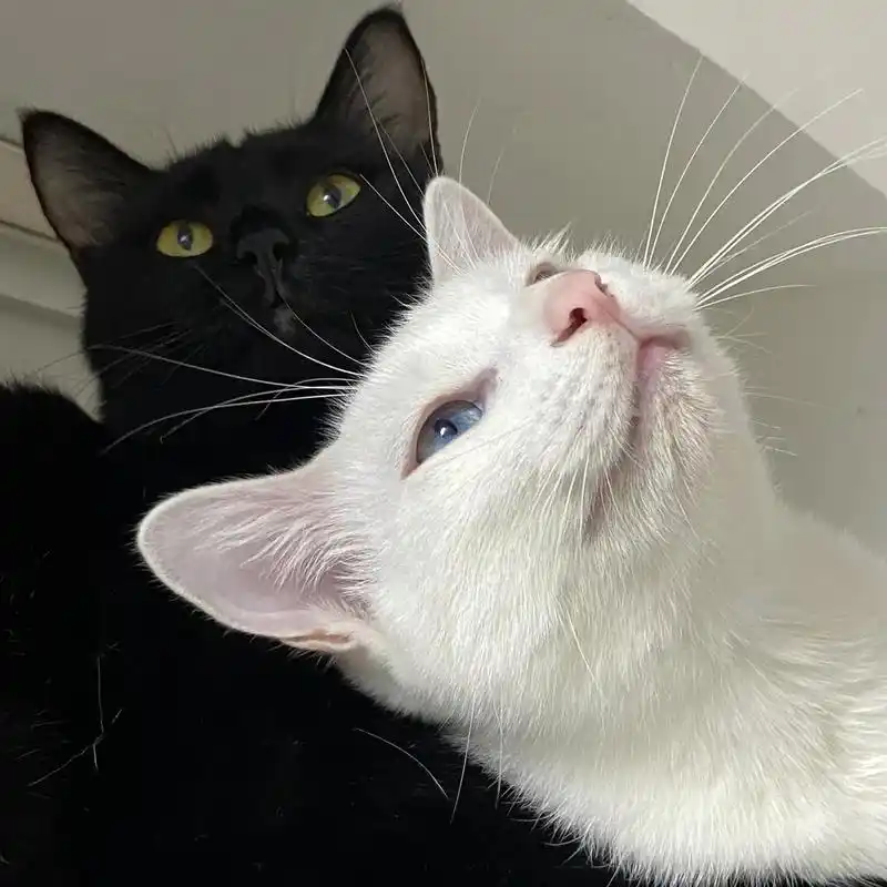 情侣头像 不管黑猫白猫 能卖萌就是好猫 治愈小猫咪 治愈人的喵 小