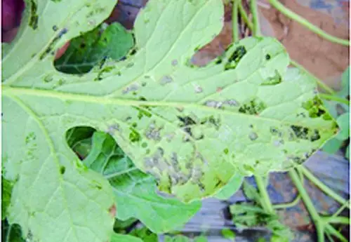 西瓜细菌性果腐病