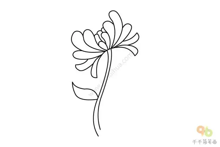 教你画菊花简笔画菊花简笔画画法教你画菊花简笔画,菊花简笔画图片带