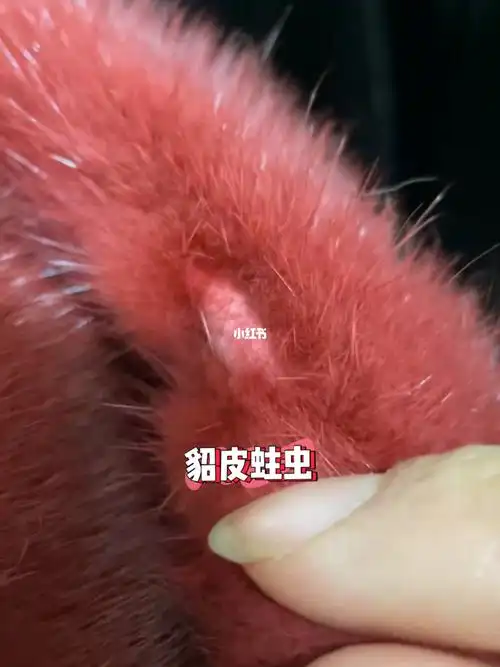 您的皮草有这种情况吗