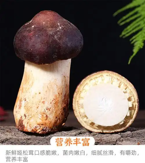 新鲜姬松茸当季食用菌菇松茸菌蘑菇松茸火锅烧烤煲汤食材顺丰 新鲜