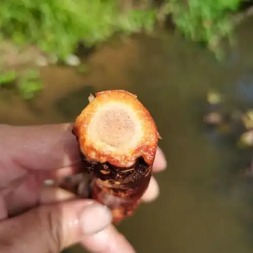 北京同仁堂原料抗瘤癌化野生猕猴桃根中药野生雄藤梨树根石苇刀口药