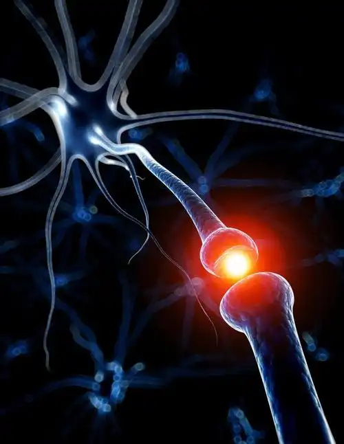 神经元图片
