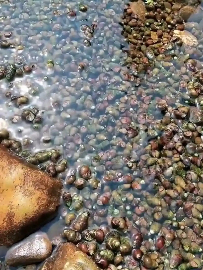 河里面这些是什么螺丝?能吃吗?