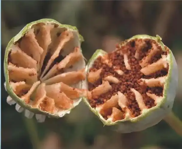 罂粟不是花,一株也违法!沾化公安查处两起非法种植罂粟案件!