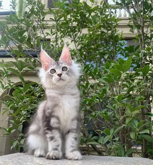 缅因幼猫银虎斑缅因弟弟蹲新家78