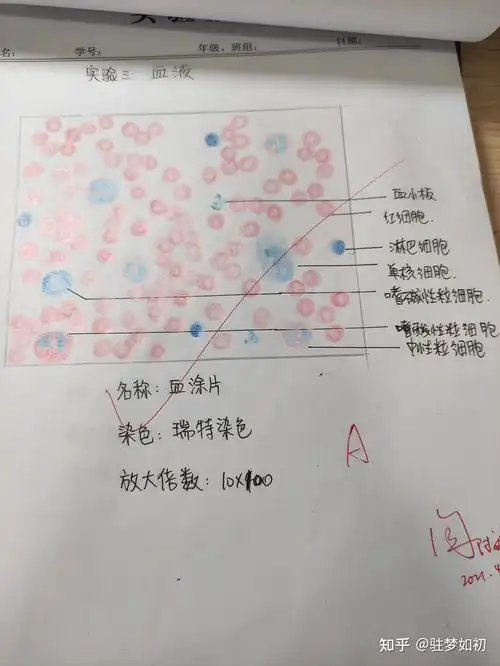 组织学与胚胎学红蓝铅笔彩绘